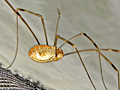 Opilio canestrinii